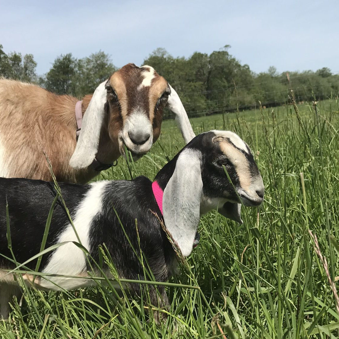 The Bibby's Goats